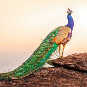 انشا درباره مشاجره طاووس و گل سوسن نارنجی – مهر ۱۴۰۱
